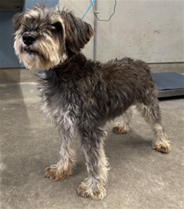 Photo of Dog