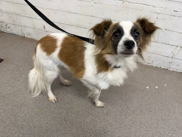 Photo of Apollo