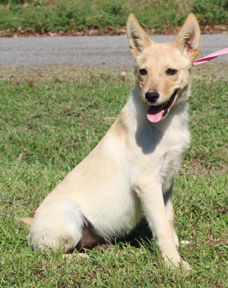 Photo of Dog