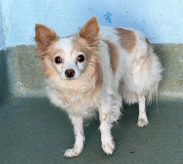 Photo of Lulu