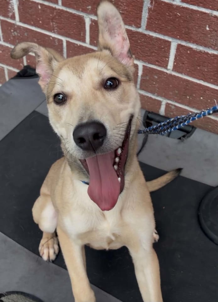 Photo of Dog