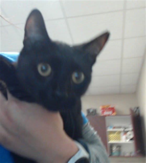 Photo of Cat