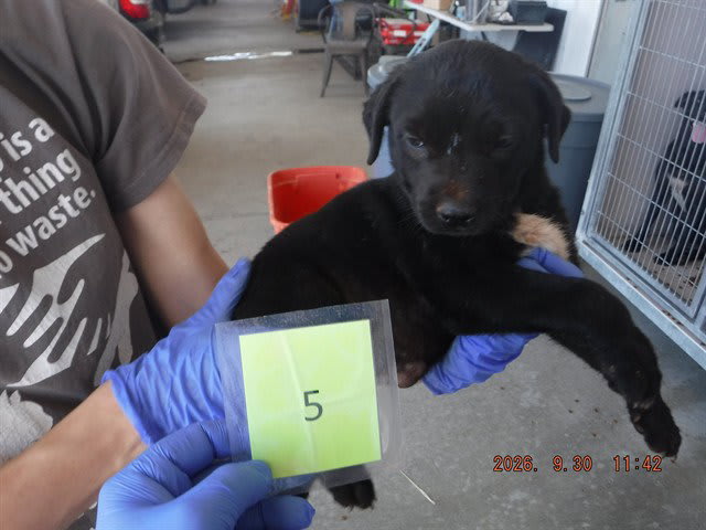 Photo of Dog
