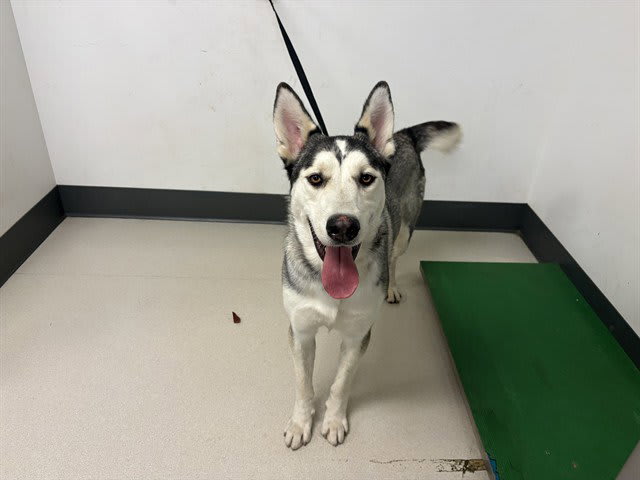 Photo of Dog
