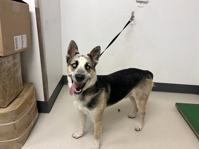 Photo of Dog
