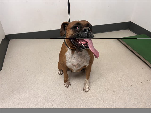 Photo of Dog