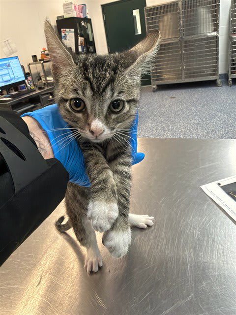 Photo of Cat
