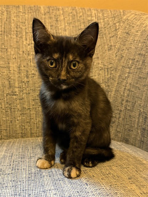 Photo of Nubia