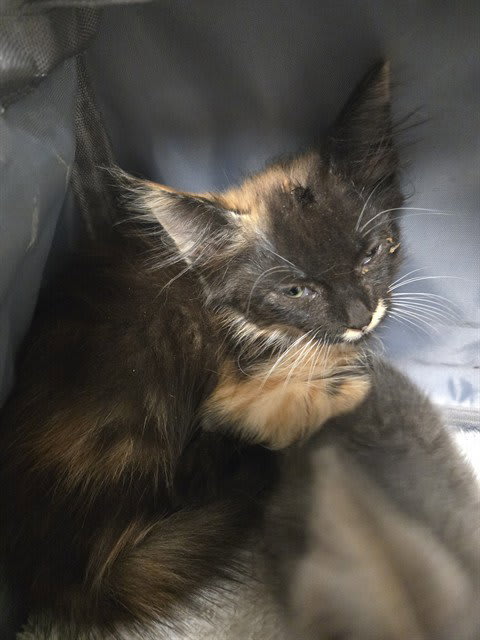 Photo of Storm