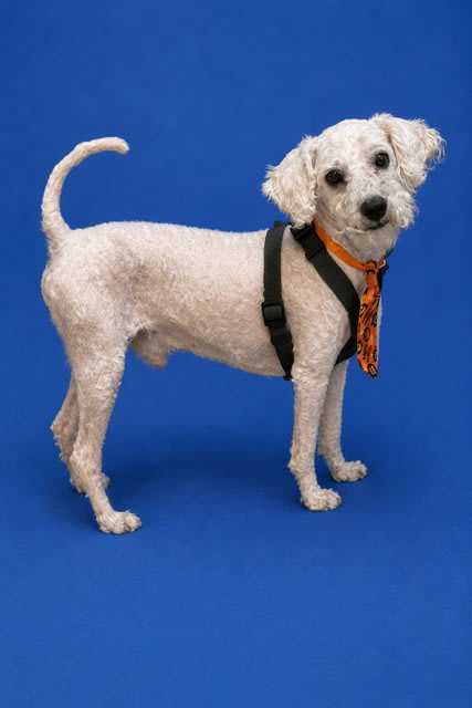Photo of Duke