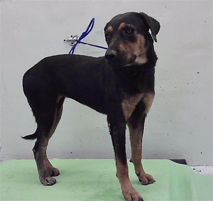 Photo of Shadow