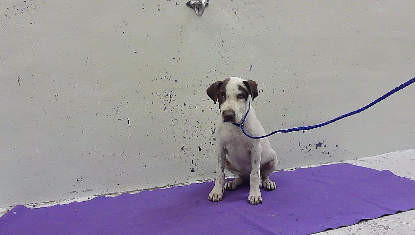 Photo of Dog