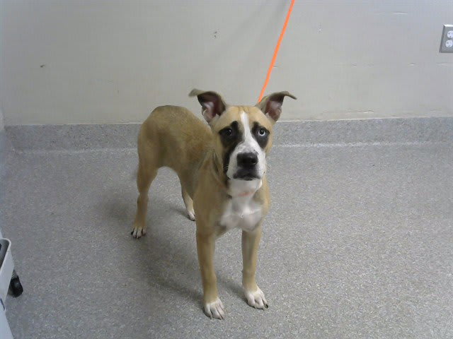 Photo of Dog