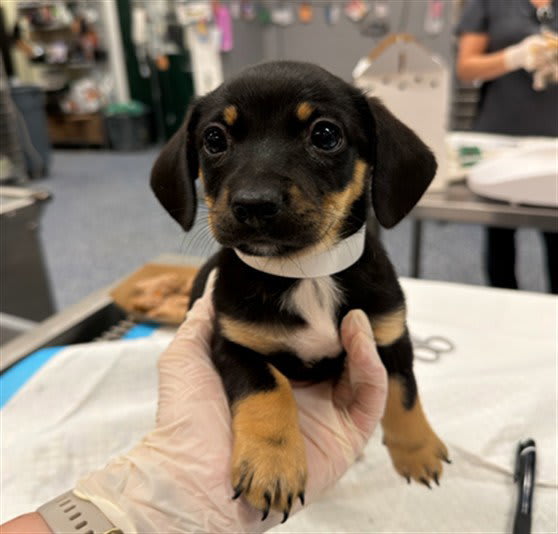 Photo of Dog