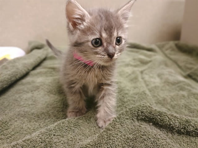 Photo of Cat