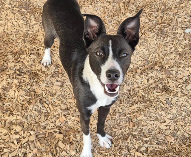 Photo of Cookie