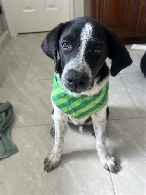 Photo of Dog