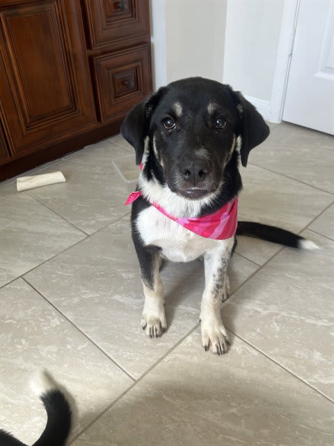 Photo of Dog