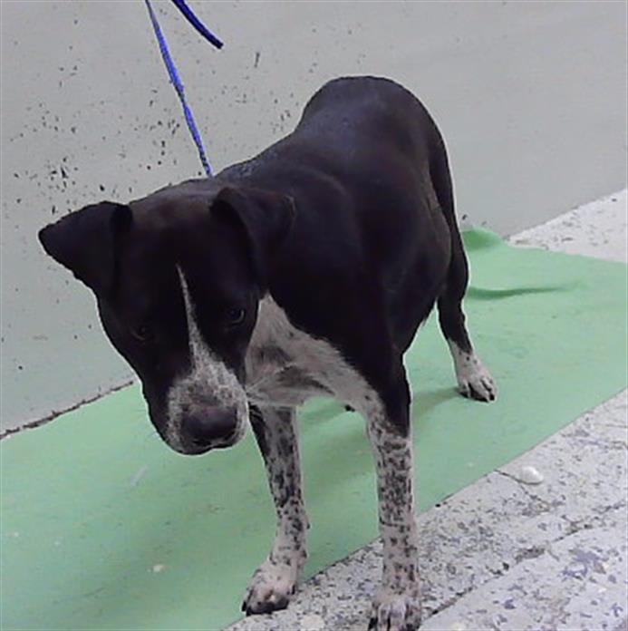 Photo of Pepper