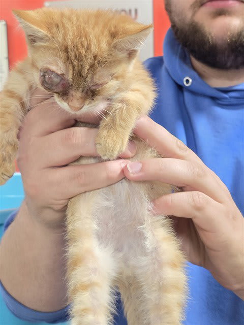 Photo of Cat