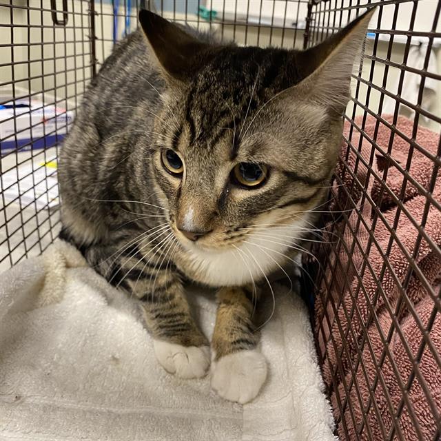 Photo of Cat