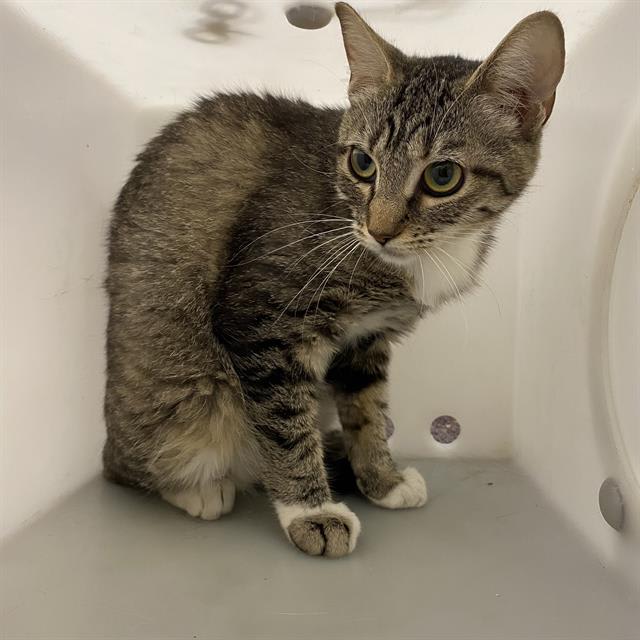 Photo of Cat