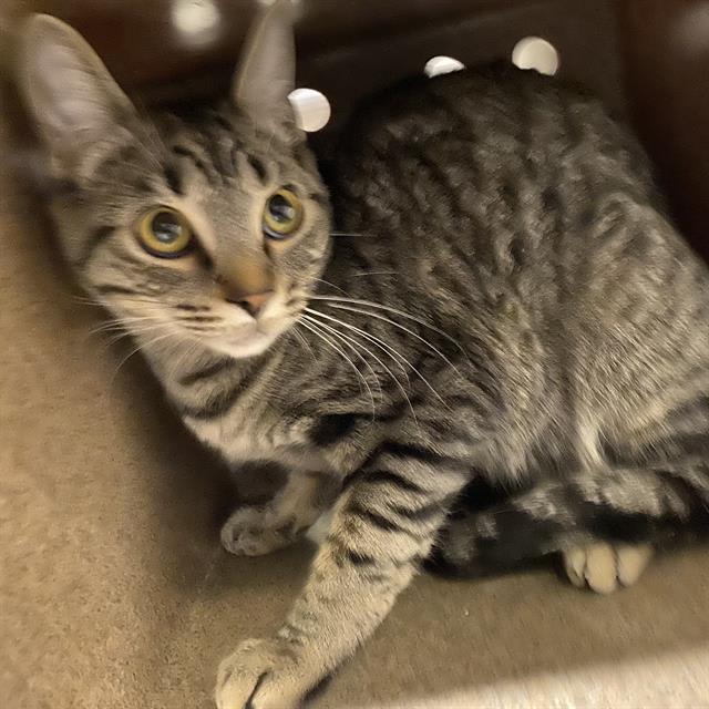Photo of Cat