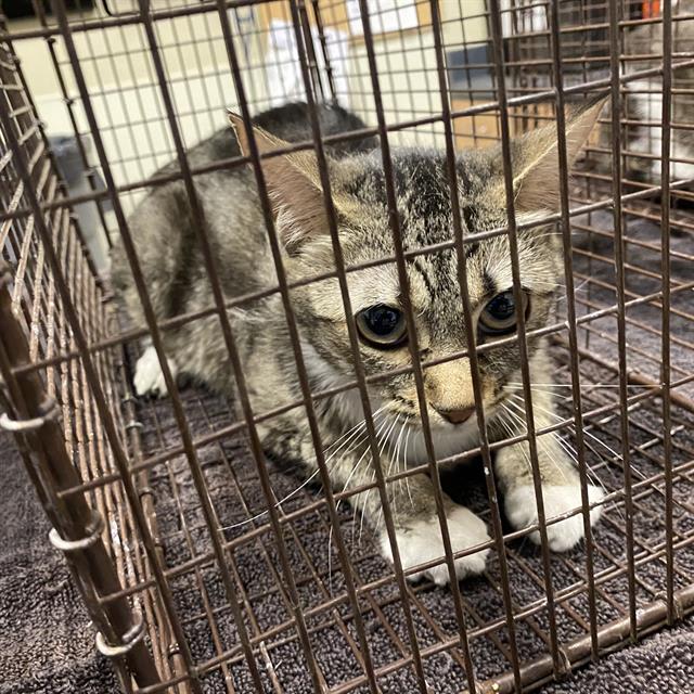 Photo of Cat