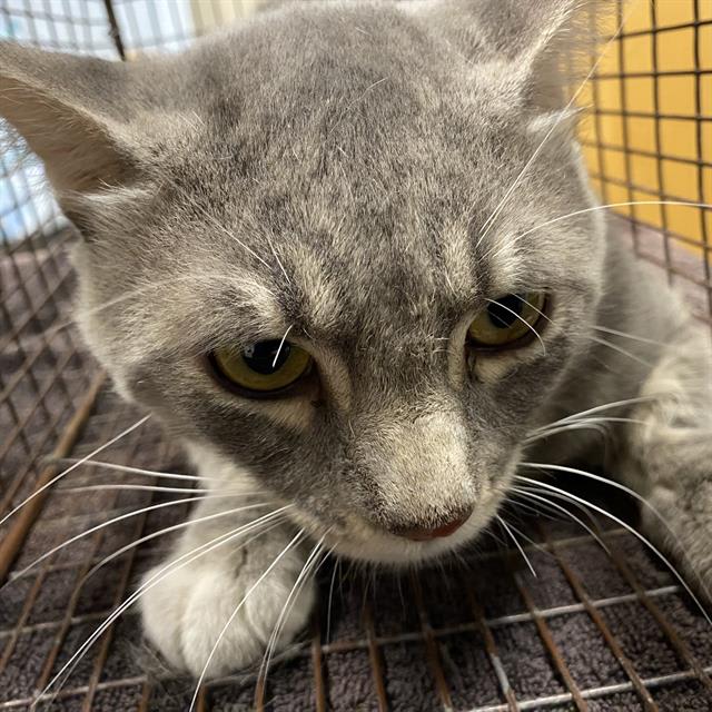 Photo of Cat