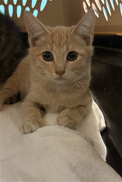 Photo of Cat