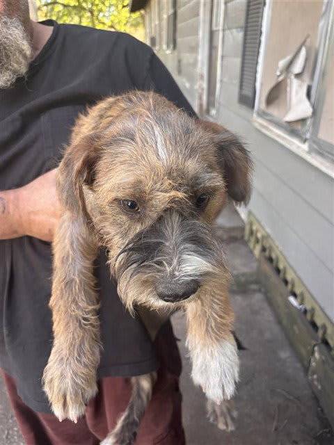 Photo of Dog