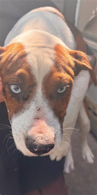 Photo of Dog