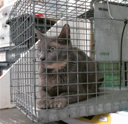Photo of Cat