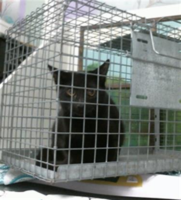 Photo of Cat