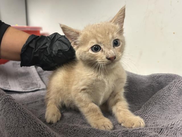 Photo of Cat