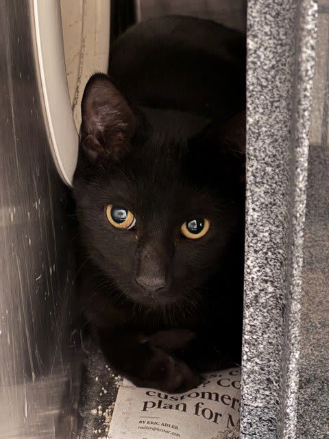 Photo of Hocus