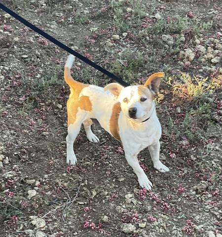 Photo of Tails