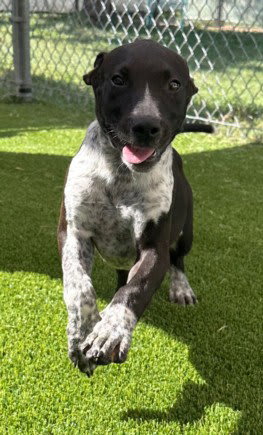 Photo of Sirius