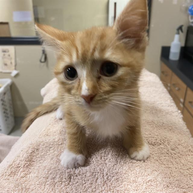 Photo of Pumpkin