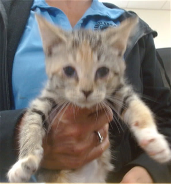 Photo of Tiny Tina