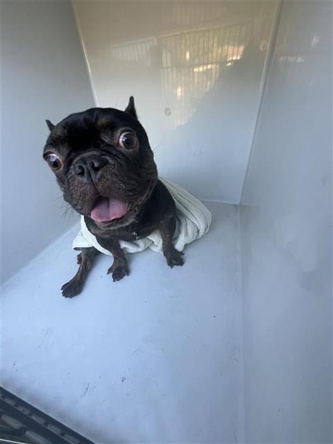 Photo of Dog