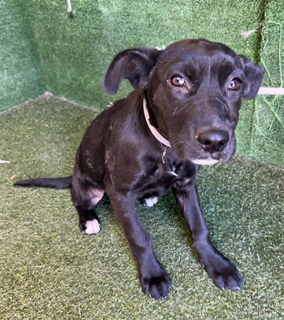 Photo of Roxie