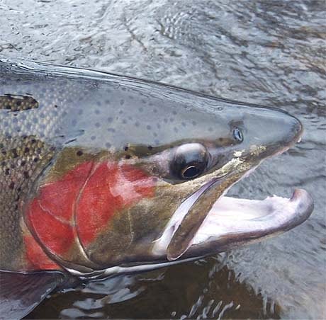 fly fishing trip wisconsin