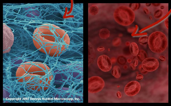 Illustration of red blood cells