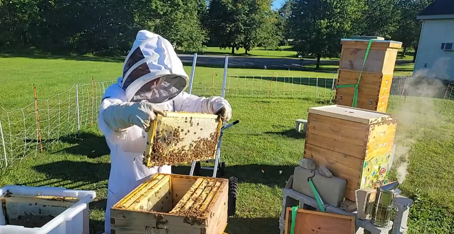 Angel's Honey beekeeper tending the hives