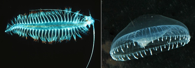 aequorea-tomopteris