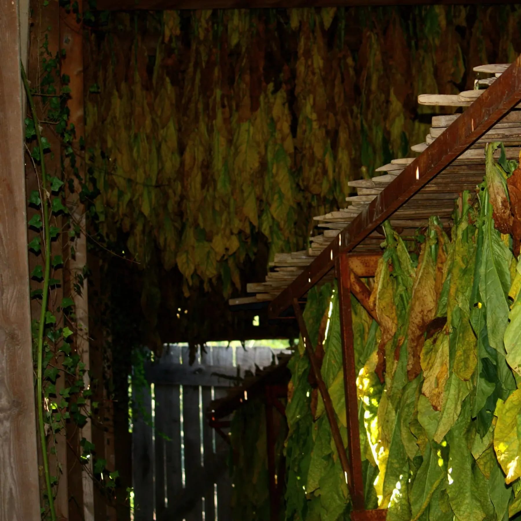 Curing barn