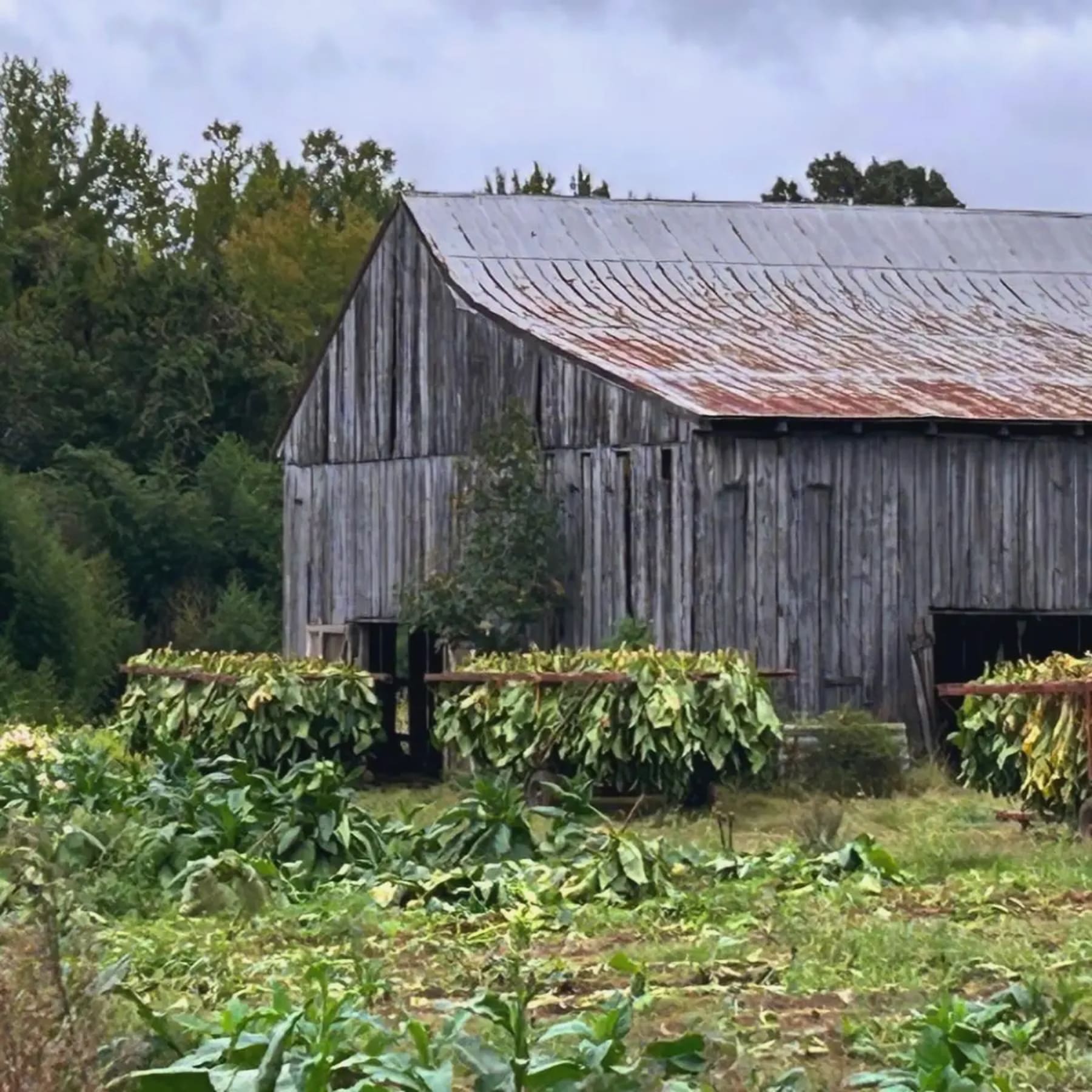 Funnels farm