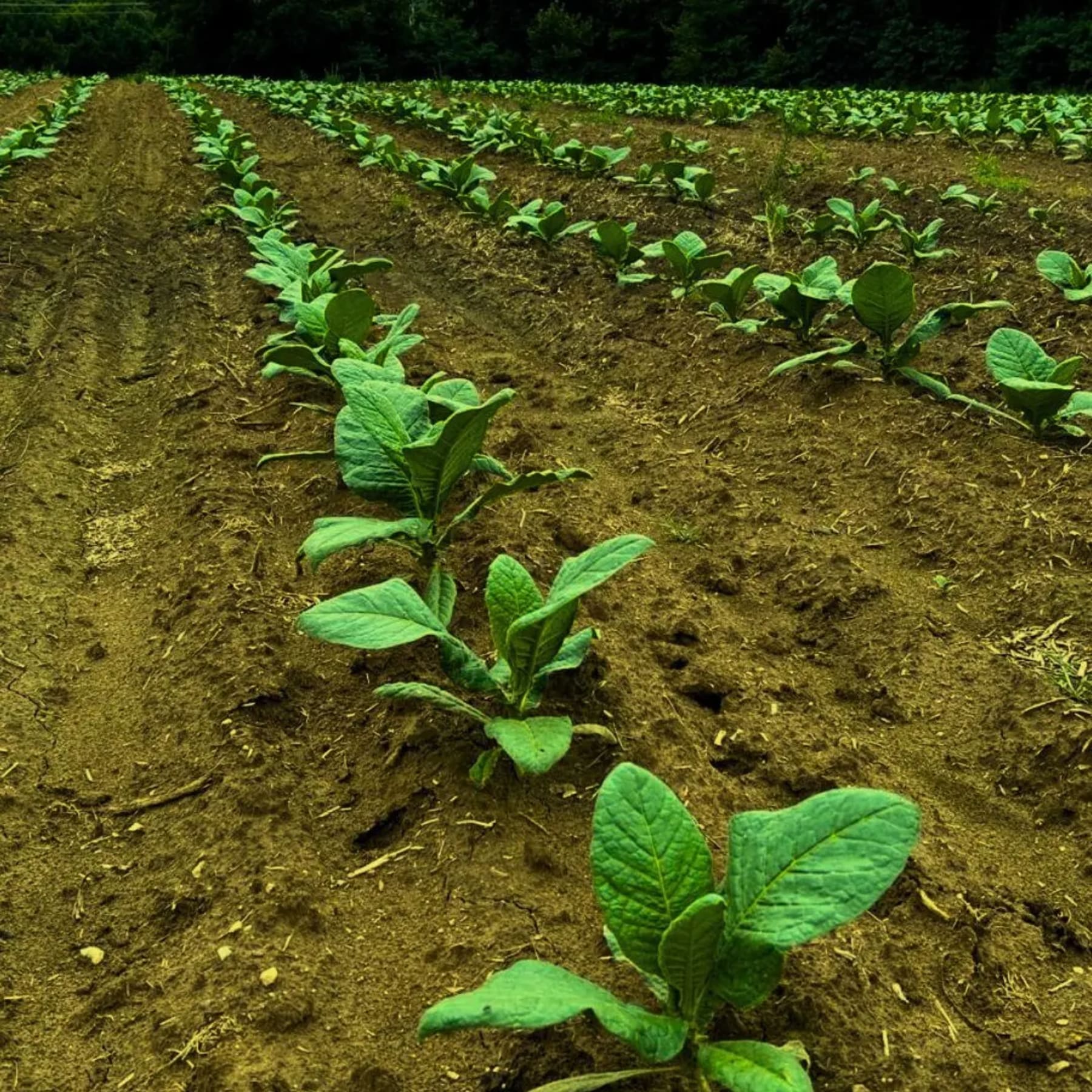 Tobacco field