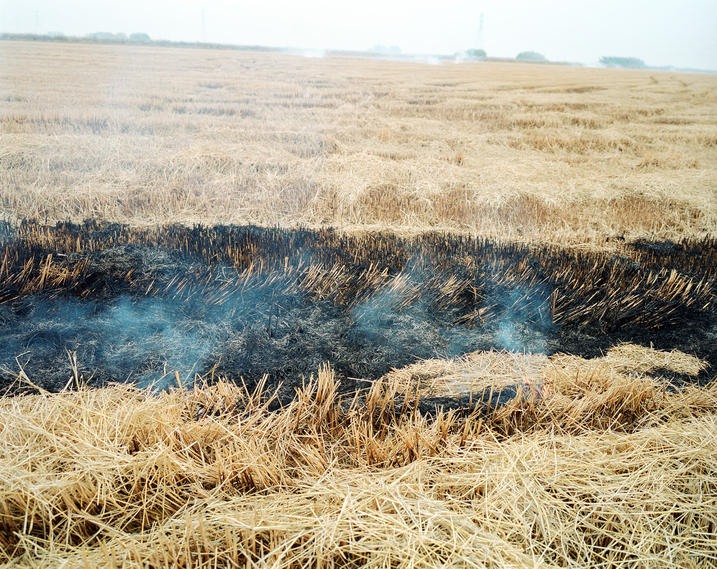 Burned straw field with smoke rising from charred remains